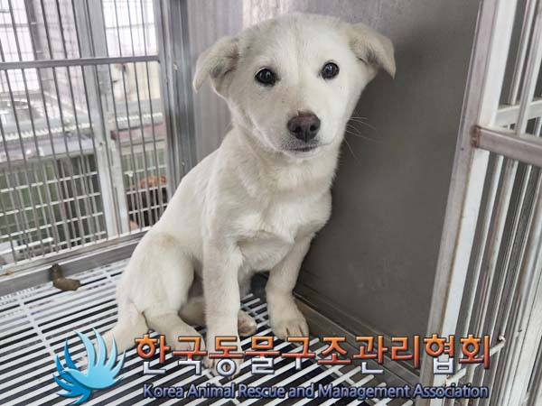 종료(입양) 믹스견…